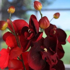 Hosley Artificail Flowers, 6 Pcs Orchid Phalaenopsis Touch Flowers 28Inch Lon…