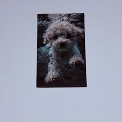 Cute Puppy Swim Underwater Sticker Poodle Dog Vinyl Wall Art Decal Decor Tc9