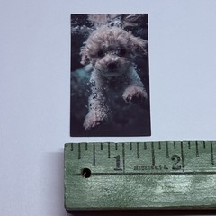 Cute Puppy Swim Underwater Sticker Poodle Dog Vinyl Wall Art Decal Decor Tc9