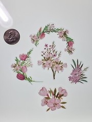 Pink Tulips Floral stickers. 30 stickers. 15 designs-2 each.