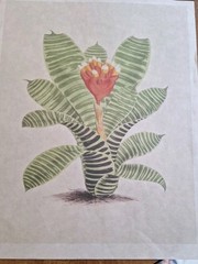 Lot Of 4 Cactus/Succulents 8×10 Prints Decoupage /Journals
