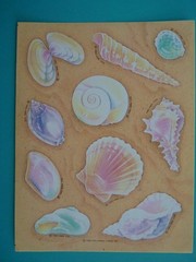 Vtg 1983 Hallmark Stickers SEASHELLS (1) Complete Sheet