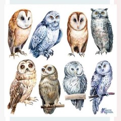 Violette Stickers – Real Owls – 1 Owl Sticker Sheet – Scrapbooks Stationery