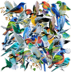 40PCS Bird Stickers, Bird Stickers Waterproof for Scrapbook Journal Laptop Gift