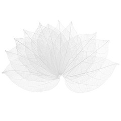 100-Pack Skeleton Leaves, Natural Rubber Tree Leaves Vein[7-9cm, White]