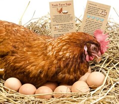 Fresh Farm Eggs Handling Instruction Cards 2 x 3.5» Egg Carton Stamp Bulk La…