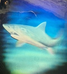 1992 HOLOGRAPHIC SHARK STICKER with DIVER IN BACKGROUND-GREAT DEPTH-GREAT COLORS