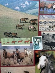 HORSES Curated playing cards & book pages kit Some Vintage 45 Pieces – original
