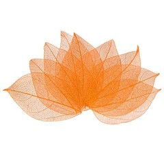 100-Pack Skeleton Leaves, Natural Rubber Tree Leaves Vein[4-6cm, Orange]