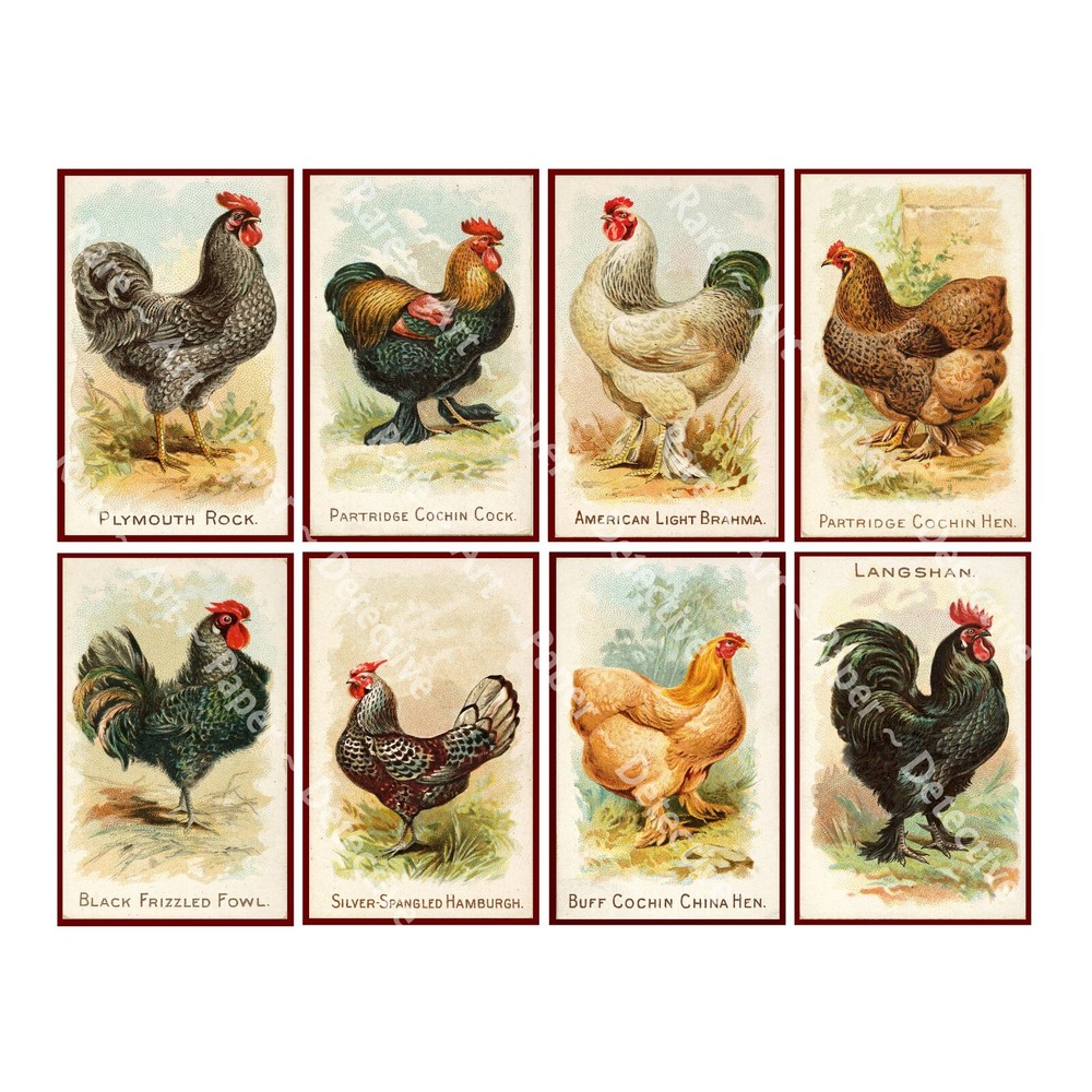 Chicken Illustrations, Antique Fancy Rooster Drawing Stickers, CUT & PEEL SHEET