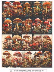 MUSHROOMS & FUNGUS #1 – COMPLETE SHEET OF 20 STICKERS