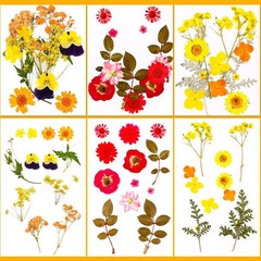 Pressed Dried Flowers for Resin Crafting, Natural Preserved Petals & Leaves f…