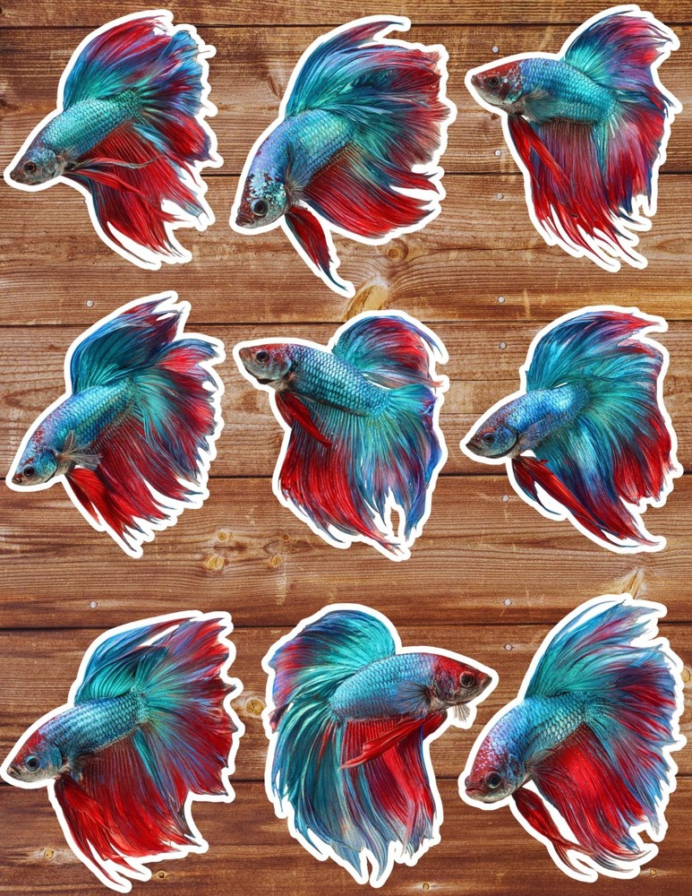 Betta Fish Die Cut Vinyl Stickers Set Scrapbooking Laptop Waterbottle