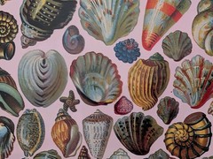 9 Pkgs John Grossman Naturally Gifted Stickers Shells Butterflies Flowers Sealed