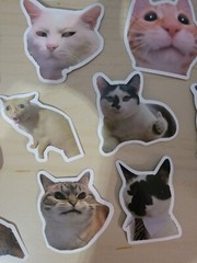 50 Cat Meme Stickers Kitty Faces Cute Cats Decals Laptop Phone Water Bottle