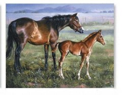 6 BEAUTIFUL HORSE HORSES & COLTS EQUESTRIAN STICKERS 3 DESIGNS USA MADE #28b
