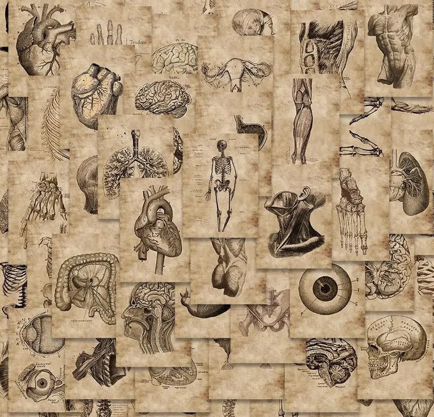 56 Stickers Diagram of Human Skeleton Anatomy Medical Study physiology vintage