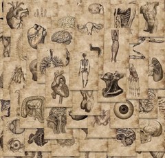 56 Stickers Diagram of Human Skeleton Anatomy Medical Study physiology vintage