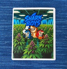 Shark Boys Marijuana Dispensary Sticker Bakersfield CA 420 988A
