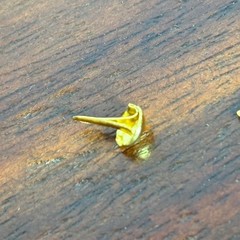 Gold Mini Round Brads Metal Paper Fasteners for Scrapbooking Crafts with Case