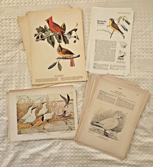 LOT 100 pc Vtg Animals Birds Book Plates Ephemera Pack Junk Journal Scrapbooking