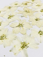 24 pcs White Larkspur Real Natural Dried Pressed Flowers for Resin Art Craft …