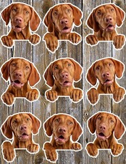 Peeking Vizsla Dog Die Cut Vinyl Stickers Set Scrapbooking Laptop Water Bottle