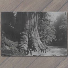 STICKER Giant Redwood Tree Men Posing Forest Retro Old School Wild Interesting