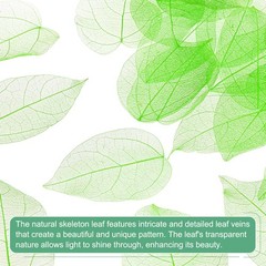 100-Pack Skeleton Leaves, Natural Rubber Tree Leaves Vein[7-9cm, Green]