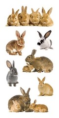 Scrapbooking Stickers Paper House Slim Bunnies Bunny Rabbits Babies Repeats