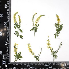12PCS real side Pressed Tiny dried yellow flower with leaves stem FHT57