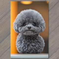 STICKER Poodle White Gray Round Fluffy Fur Detailed Portrait Cute Fun