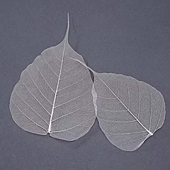 500x Natural Skeleton Bodhi Leaves Dried Craft DIY Card Wedding Art Decor 2-6″