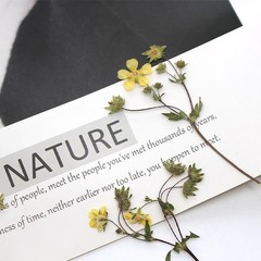 12PCS Real Pressed Dried mini Yellow Flower with leaves stem for art Craft FHT59