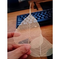 100x 3inch Natural Skeleton Bodhi Dried Leaves for Craft DIY Art Decorate Wedd