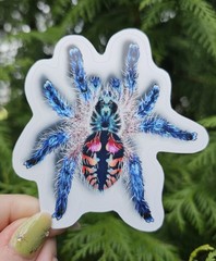 Insect Stickers SET OF 6 – Original Artwork by Ashley Dean | Bug Stickers