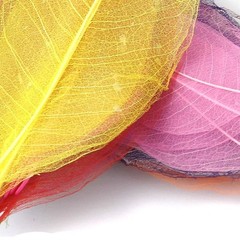 50pcs Skeleton Leaves Natural Dried Crafts Card Making
