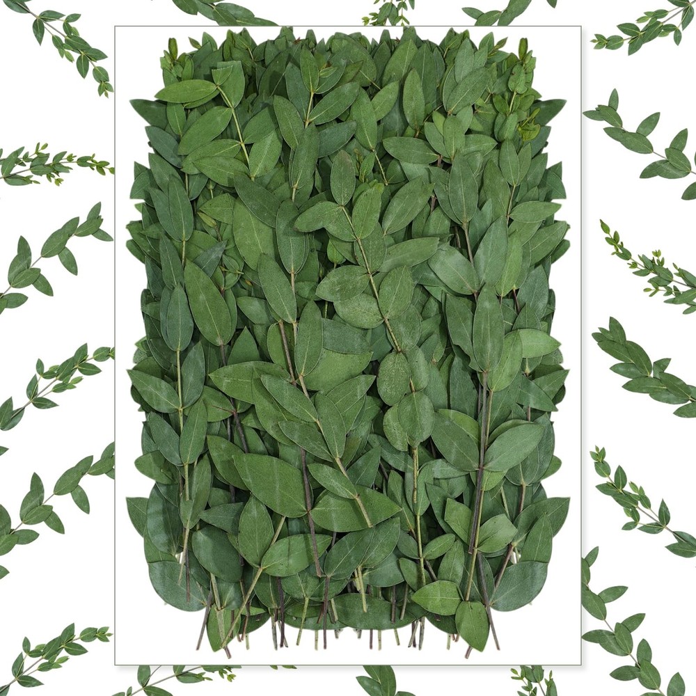 Wavwavw 100 Pcs Pressed Dried Eucalyptus Leaves 6 Inch 100% Natural Preserved…