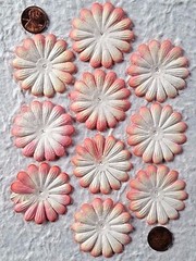 10 Flowers flower petals Apricot Peach Salmon handmade mulberry paper Daisy