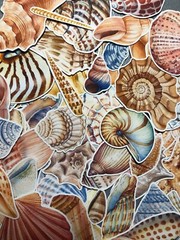 25 sea shell sticker pack, sticker bundle, ocean stickers, journal, scrapbook