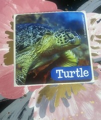 SmileMakers Turtle Sticker Mod 2.5” Inches