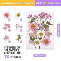 24 Pcs Real Pressed Flowers Set, Colorful Assorted Natural Botanicals for DIY…