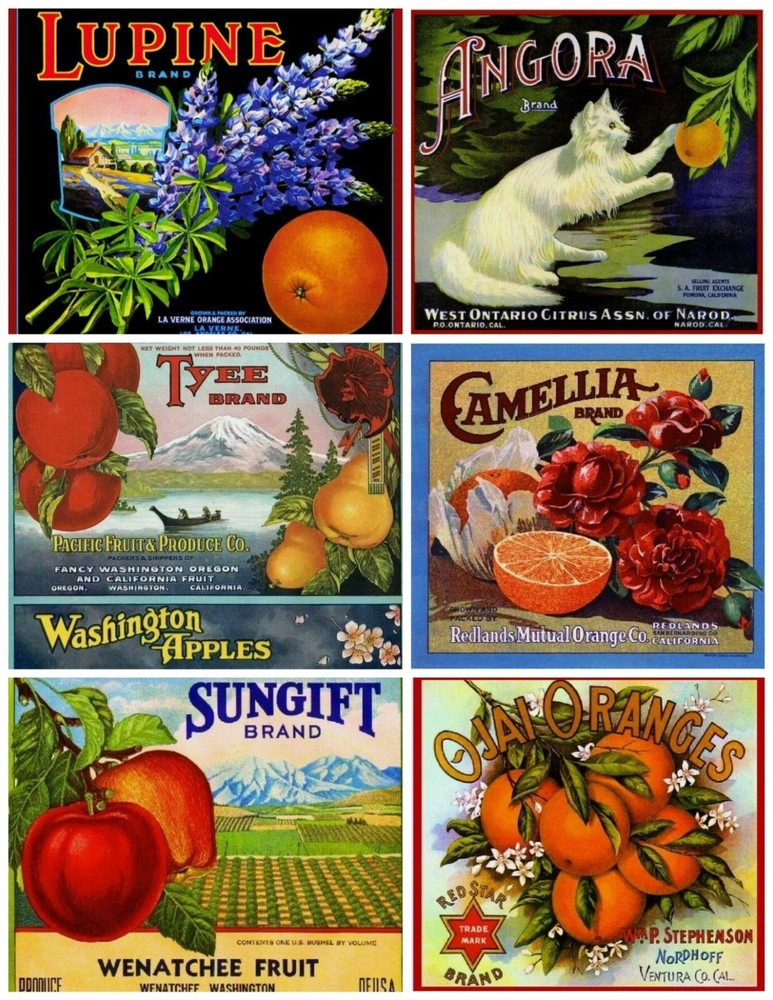Set of 6 Vintage Fruit Label Seed Packet Images STICKERS – Just Cut & Use!