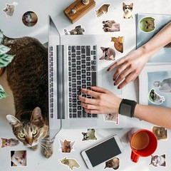 Vibrant Cat Stickers Set – 100 Piece Waterproof Vinyl Stickers for Everyone