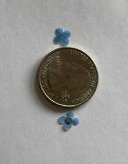 BLUE IMPETIENS FLOWER Embellishment (12pc)Jolee’s •Garden•Plant•Spring•Wedding