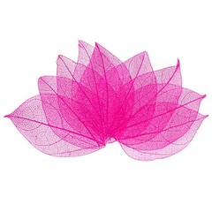 100-Pack Skeleton Leaves, Natural Rubber Tree Leaves Vein[4-6cm, Rose Red]