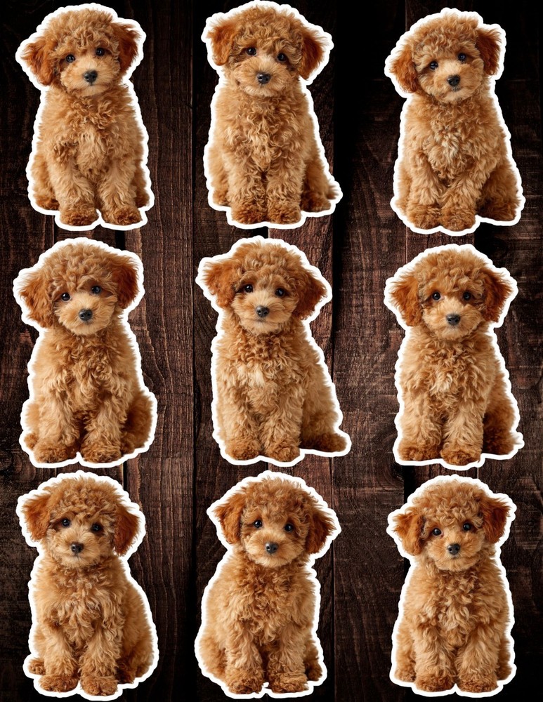 Brown Poodle Puppy Die Cut Vinyl Stickers Set Notebook Laptop WaterBottle