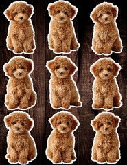 Brown Poodle Puppy Die Cut Vinyl Stickers Set Notebook Laptop WaterBottle