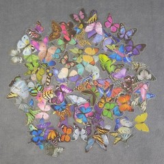Cute Colorful Butterfly Stickers – Set of 10 Random Stickers – Great for Crafts