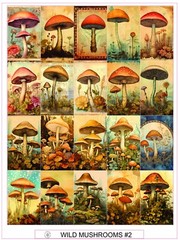 WILD MUSHROOMS #2- COMPLETE SHEET OF 20 STICKERS